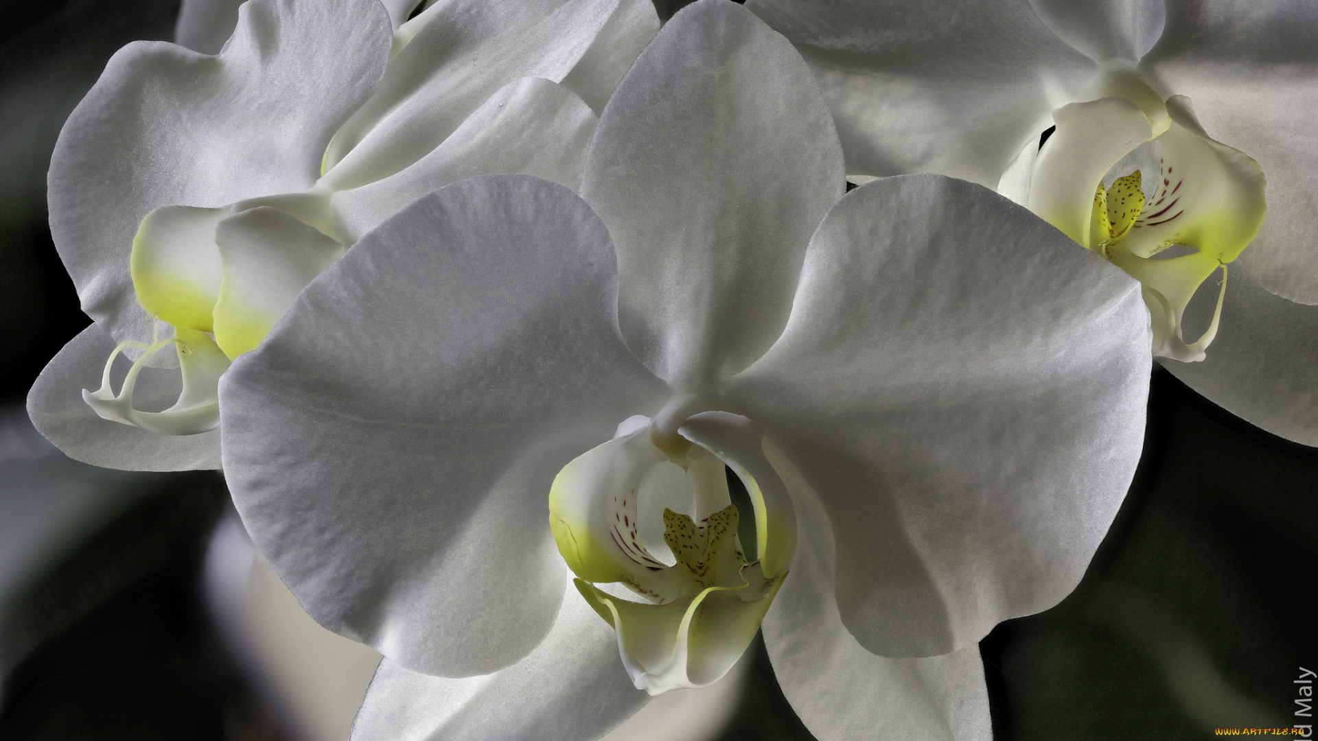 цветы, орхидеи, цветение, лепестки, яркая, орхидея