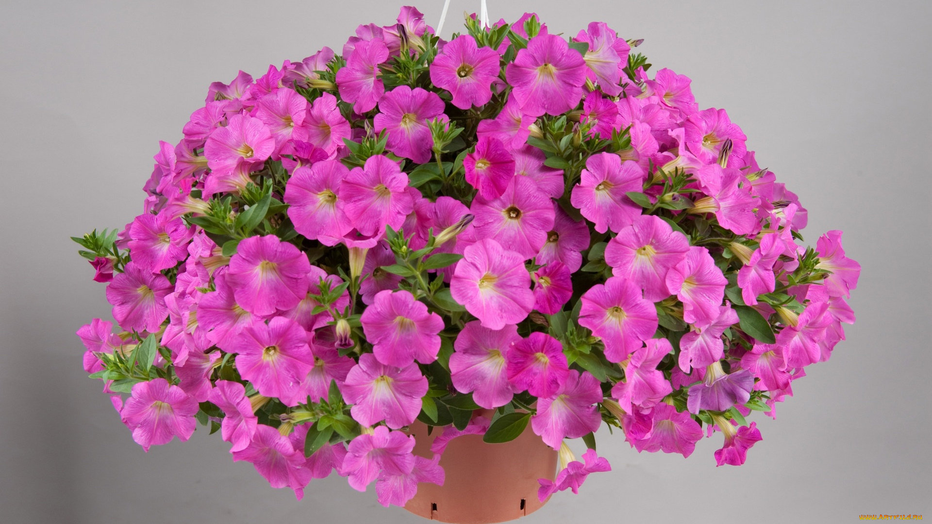 цветы, петунии, , калибрахоа, цветок, розовый