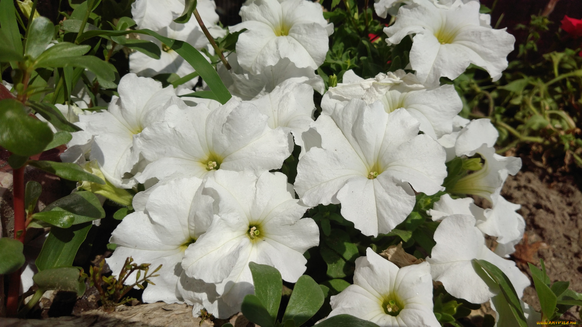 цветы, петунии, , калибрахоа, петуния