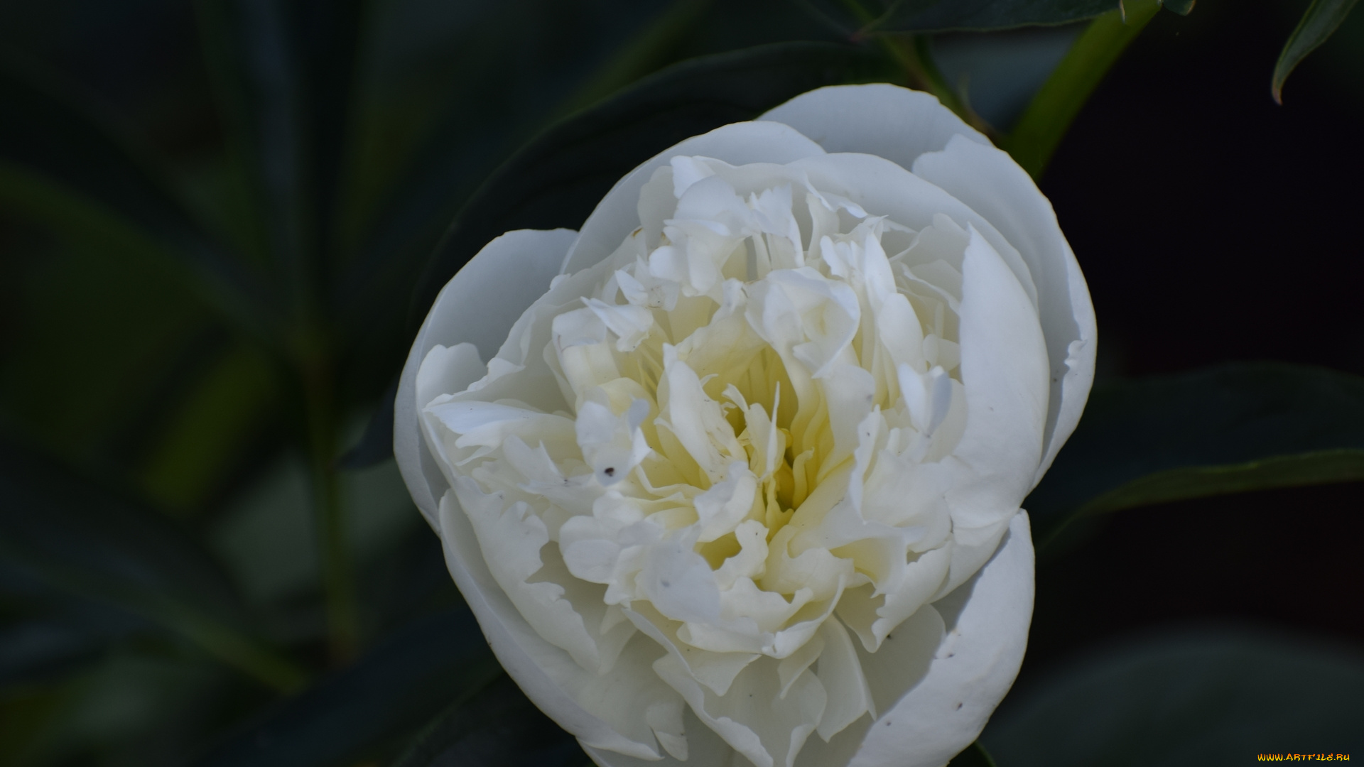 цветы, пионы, цветок, белый