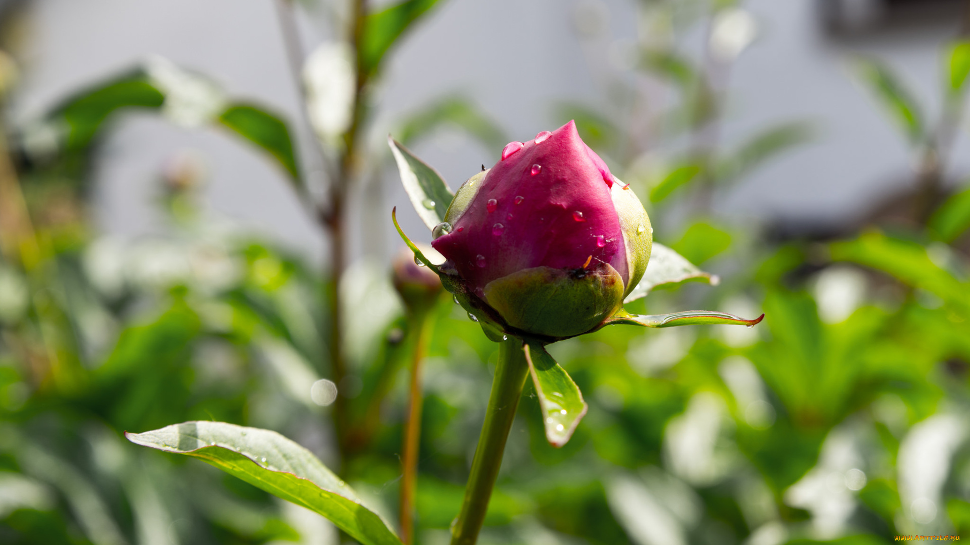 цветы, пионы, листья, лепестки, бутон, пион, цветение