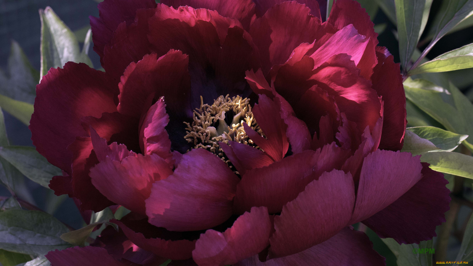 цветы, пионы, пион, бутон, лепестки, листья, цветение