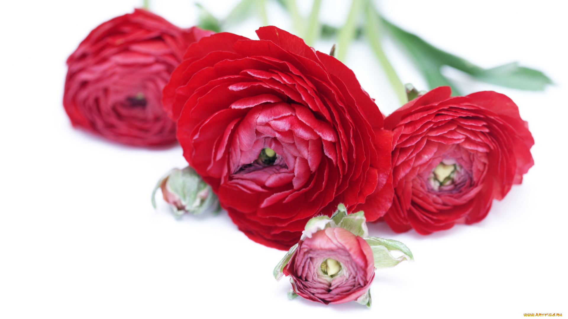 цветы, ранункулюс, , азиатский, лютик, ранункулюс, азиатский, лютик, букет, бутоны, ранункулюсы