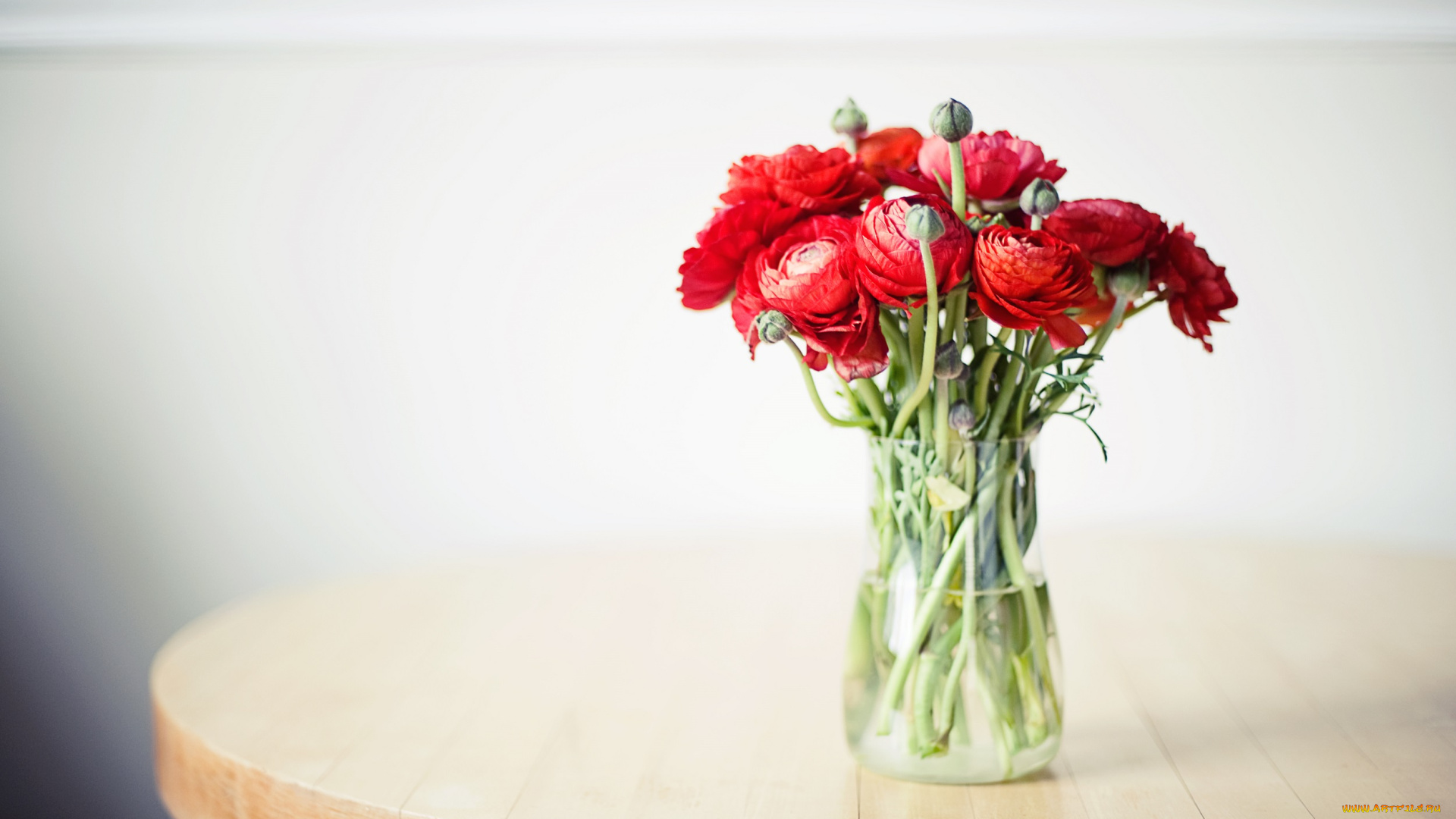 цветы, ранункулюс, , азиатский, лютик, ранункулюс, азиатский, лютик, букет, бутоны, ранункулюсы