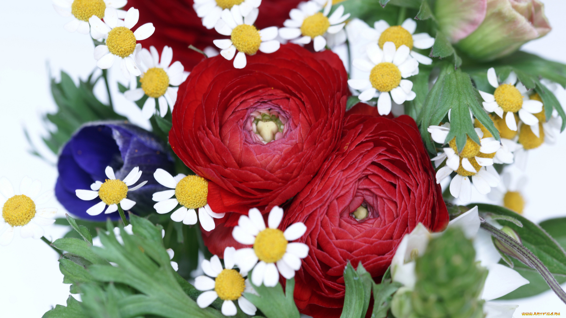 цветы, разные, вместе, ранункулюс, азиатский, лютик, букет, бутоны, ранункулюсы