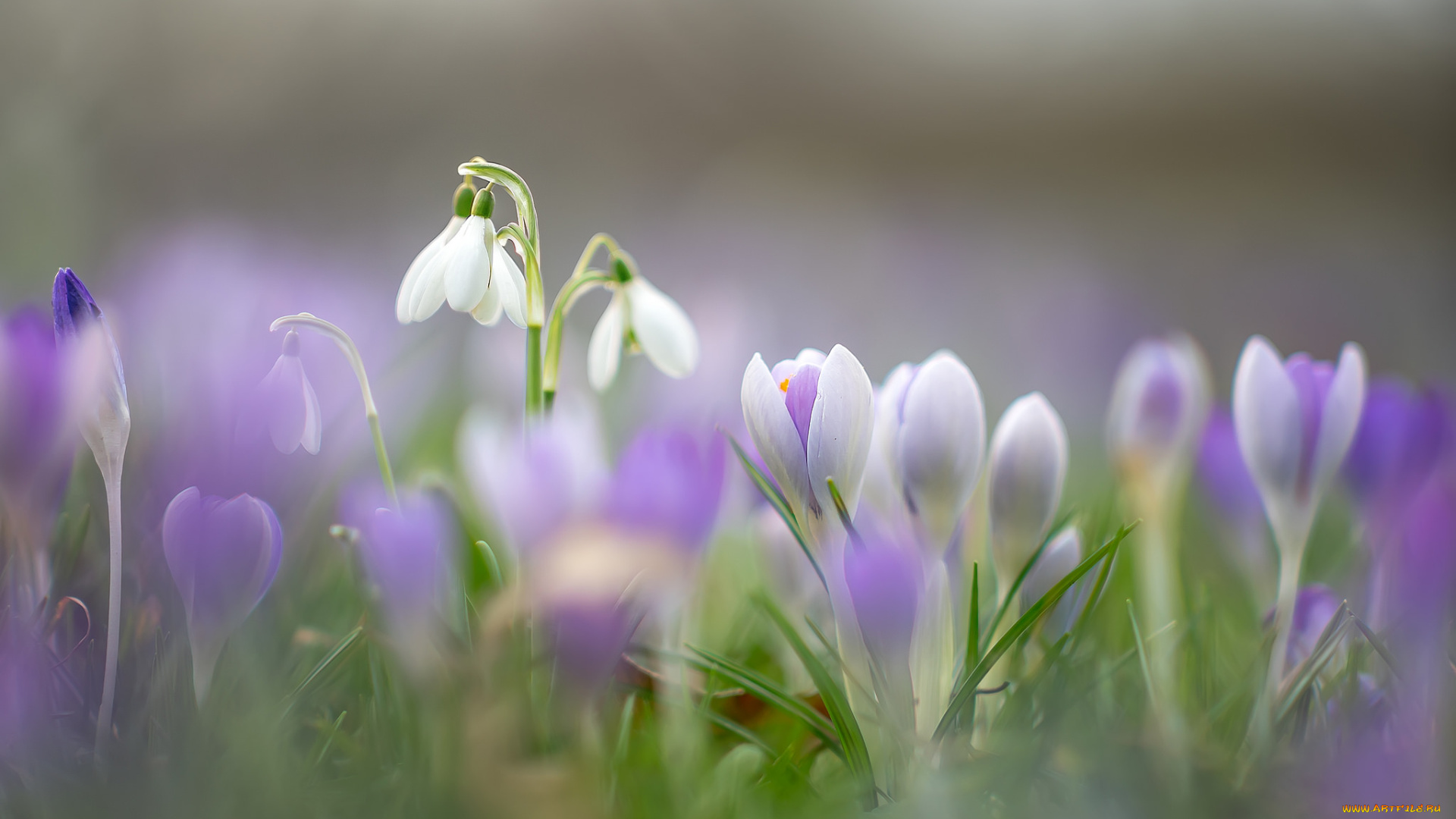 цветы, разные, вместе, весна, цветение, ландыши, крокусы