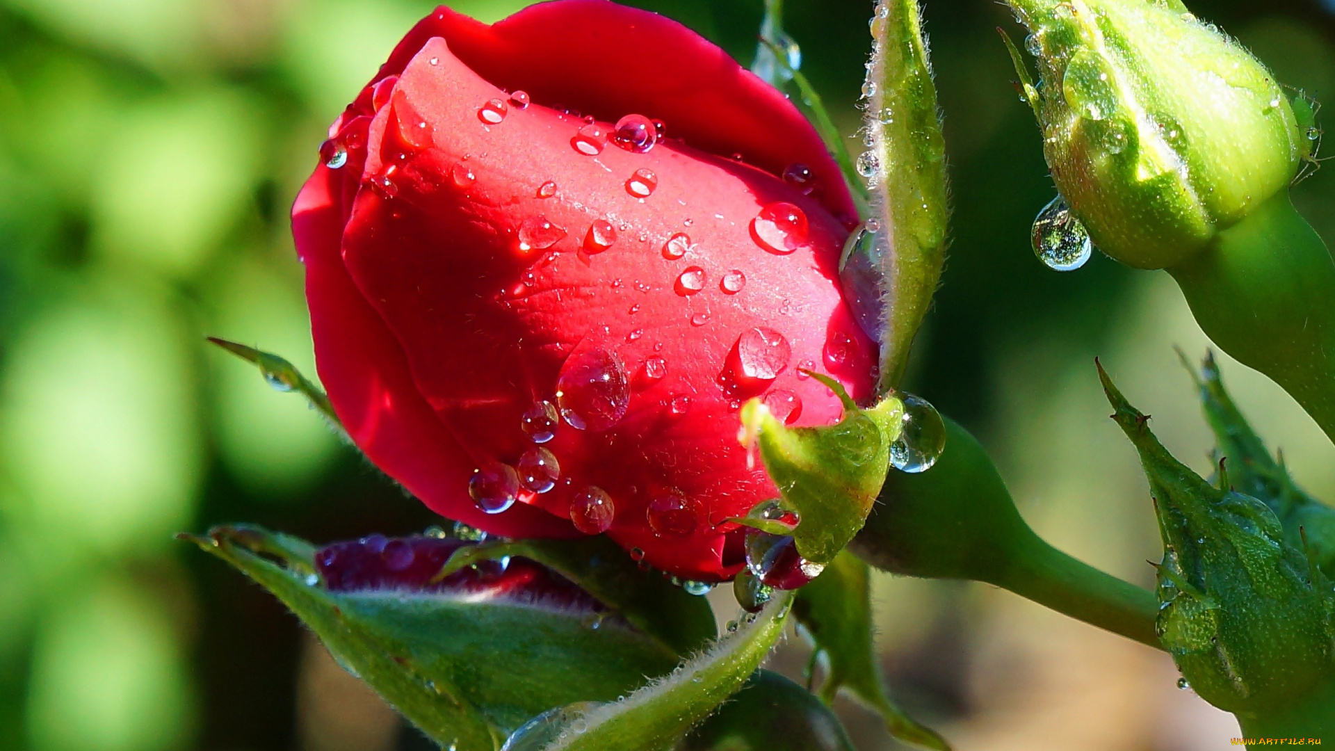цветы, розы, бутон, алый, капли