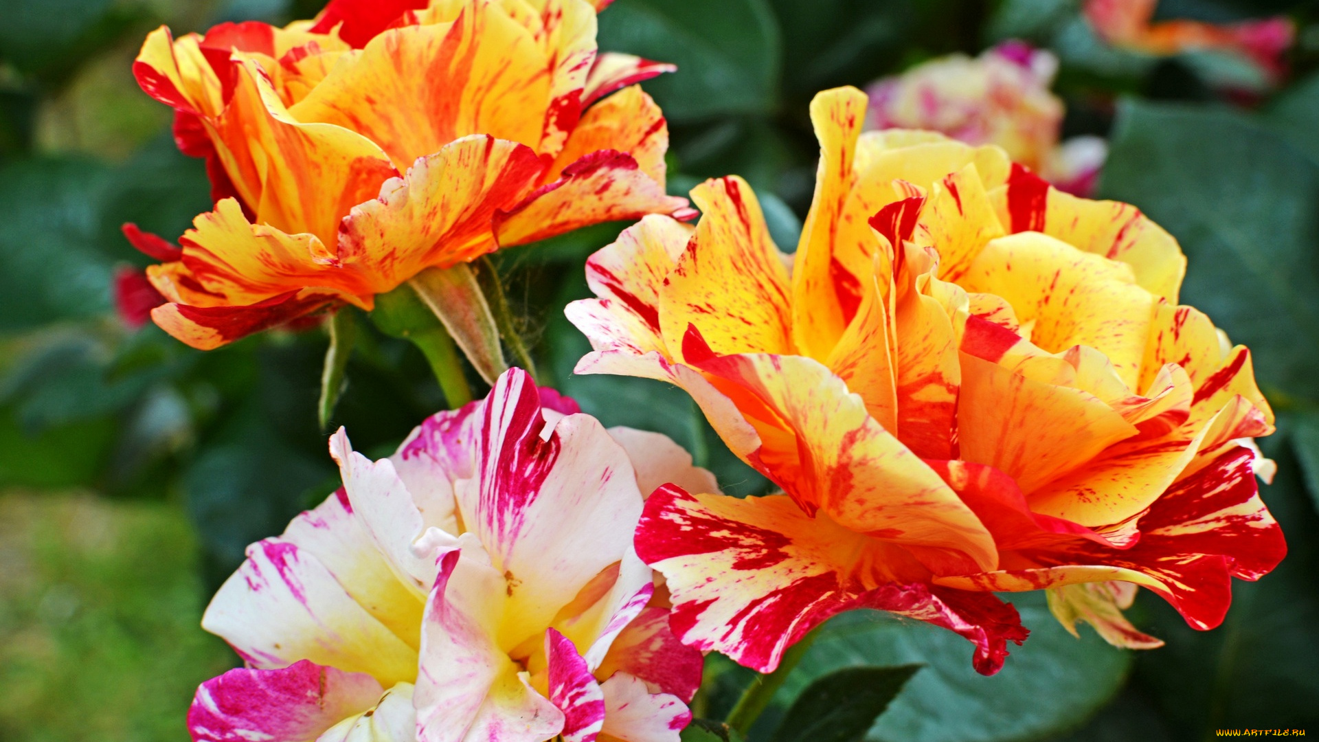 цветы, розы, цветок