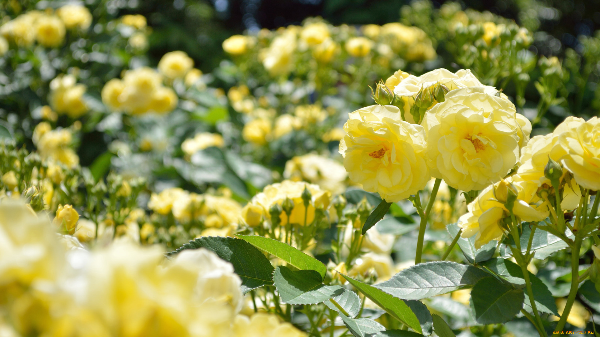 цветы, розы, лепестки, bud, petals, leaves, blossoms, бутон, rose, цветение, роза, листья