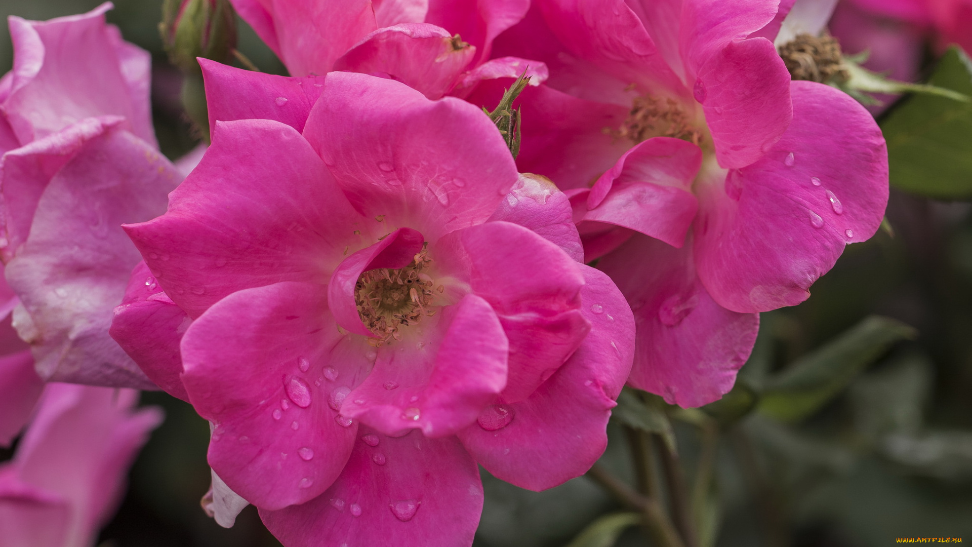 цветы, розы, rose, blossoms, leaves, petals, bud, лепестки, бутон, роза, цветение, листья