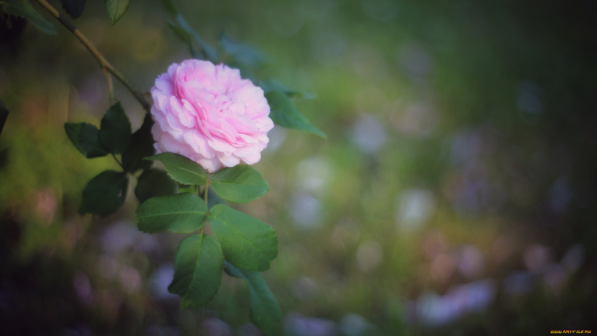 цветы, розы, роза, бутон, лепестки, листья, цветение, rose, bud, petals, leaves, blossoms