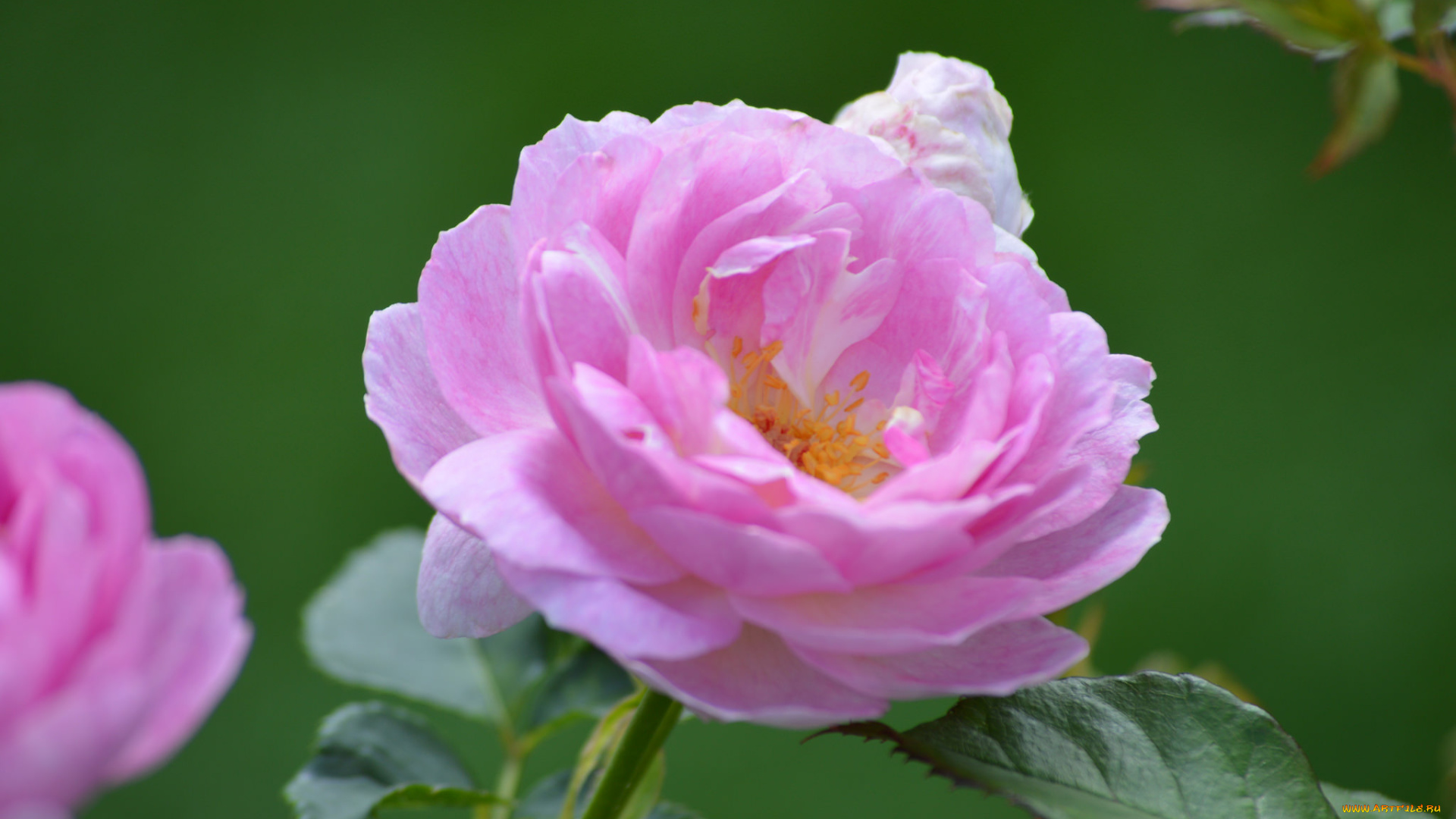 цветы, розы, роза, листья, лепестки, цветение, розовая