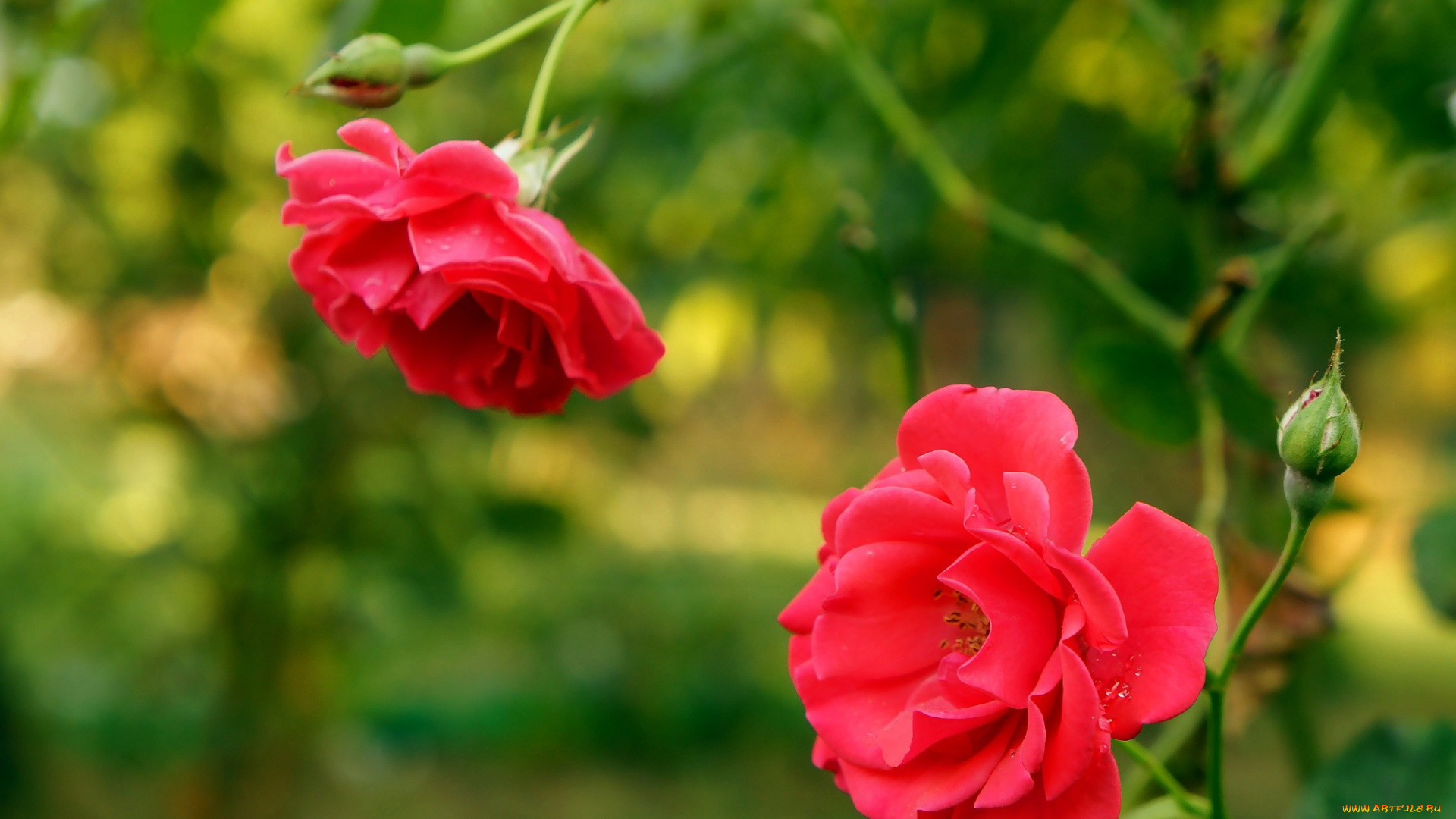 цветы, розы, розовый