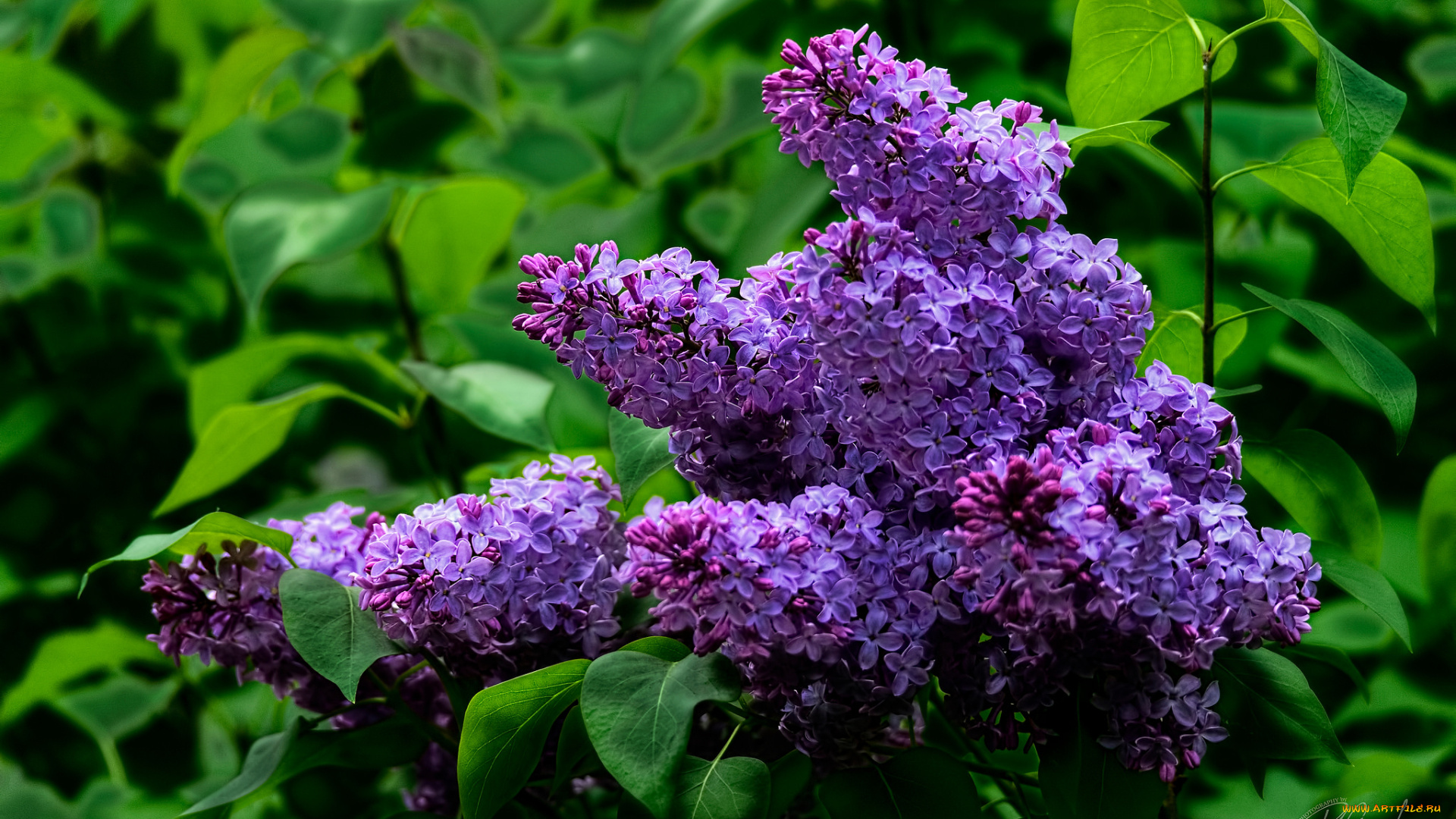 цветы, сирень, лепестки, цветение, сиреневые