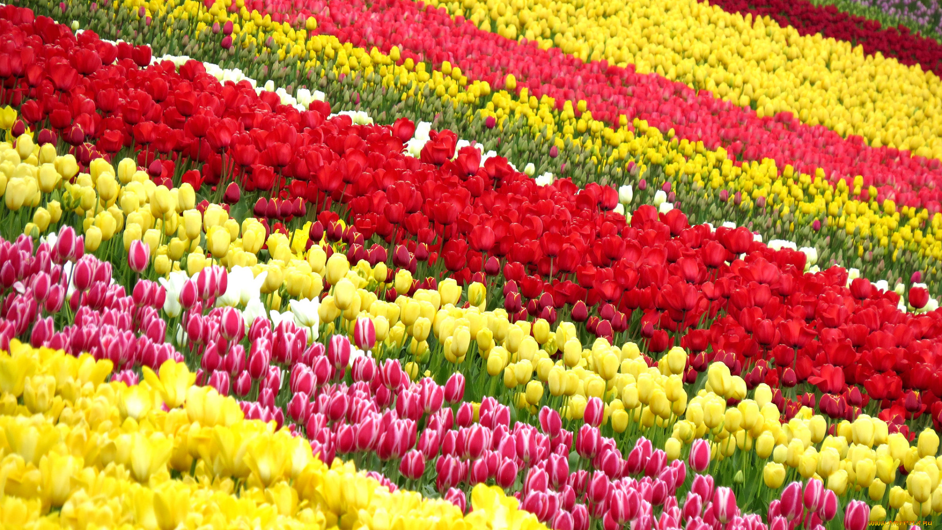 цветы, тюльпаны