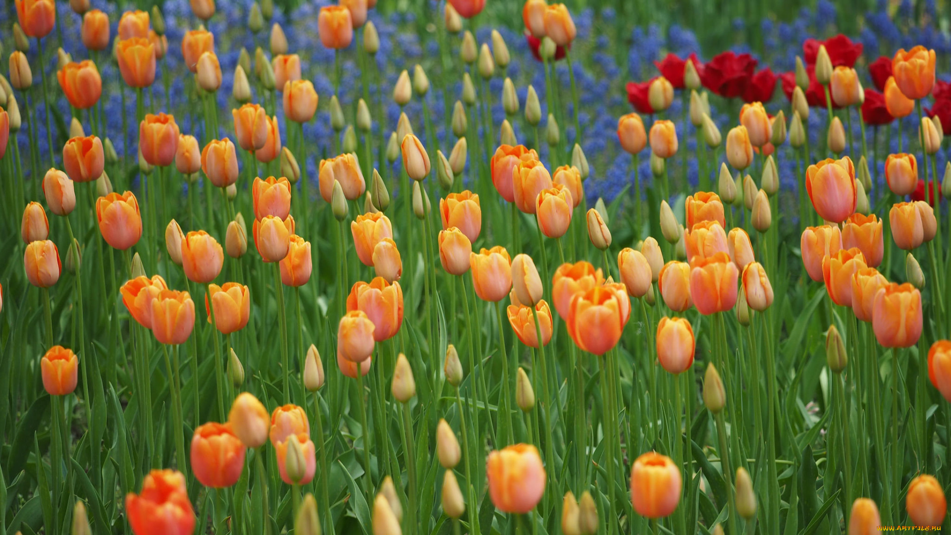 цветы, тюльпаны, цветение, лепестки, бутоны, капли