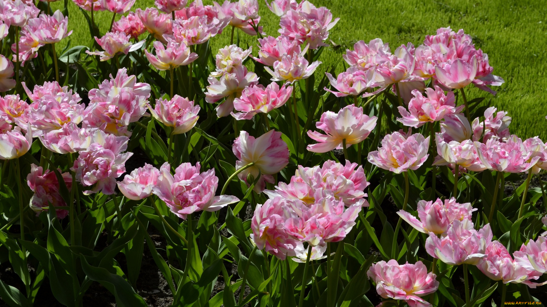 цветы, тюльпаны, цветок