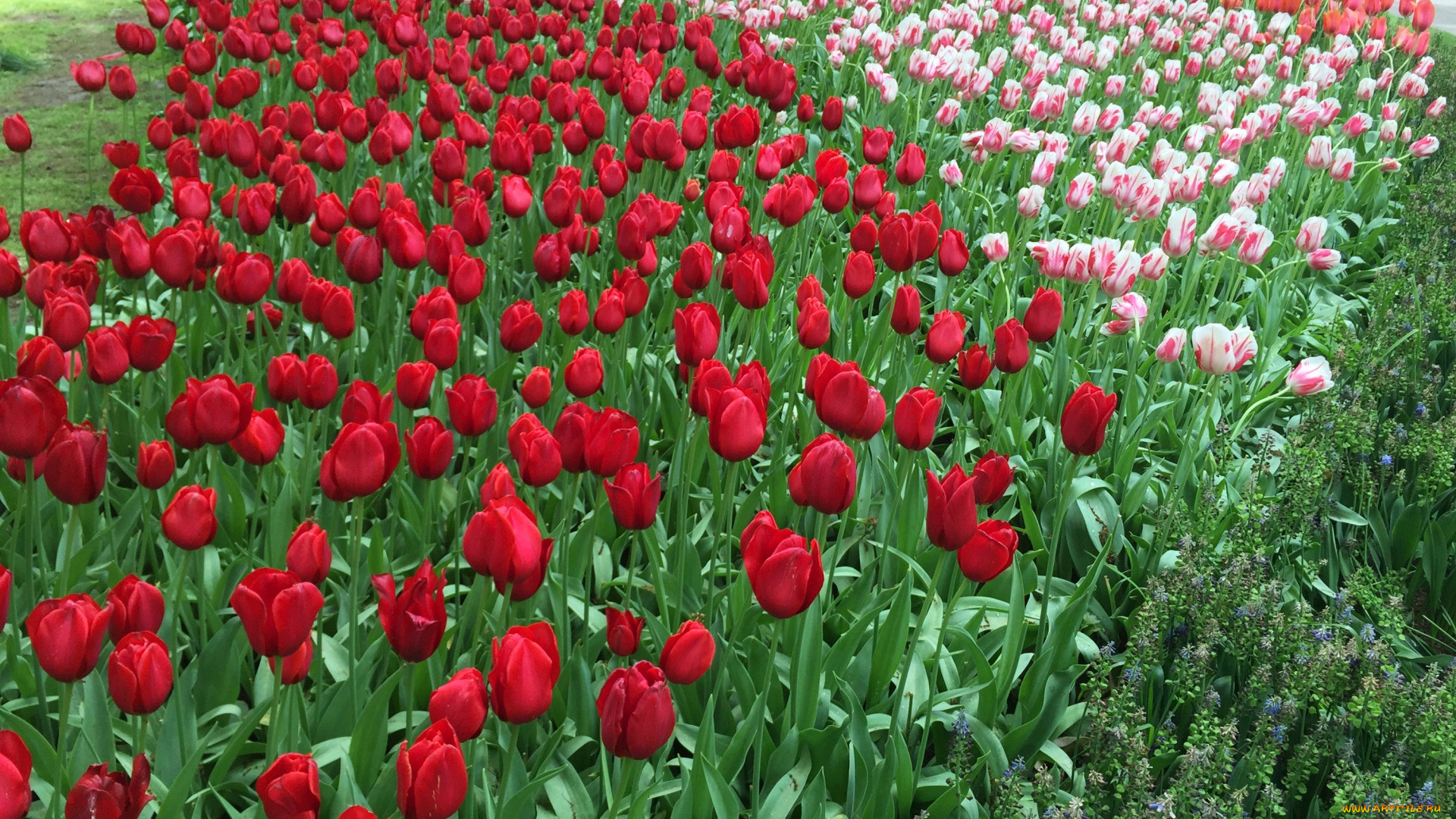 цветы, тюльпаны, цветок, красные