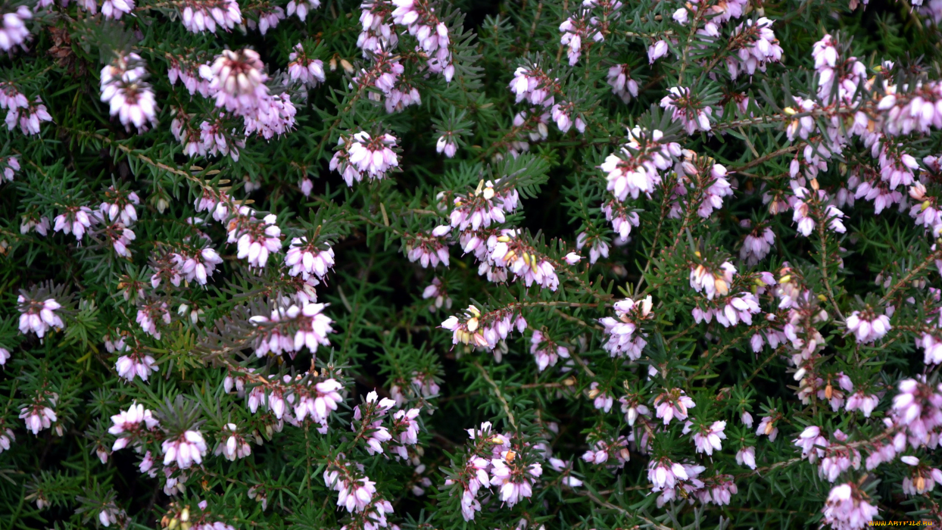 цветы, вереск, , эрики