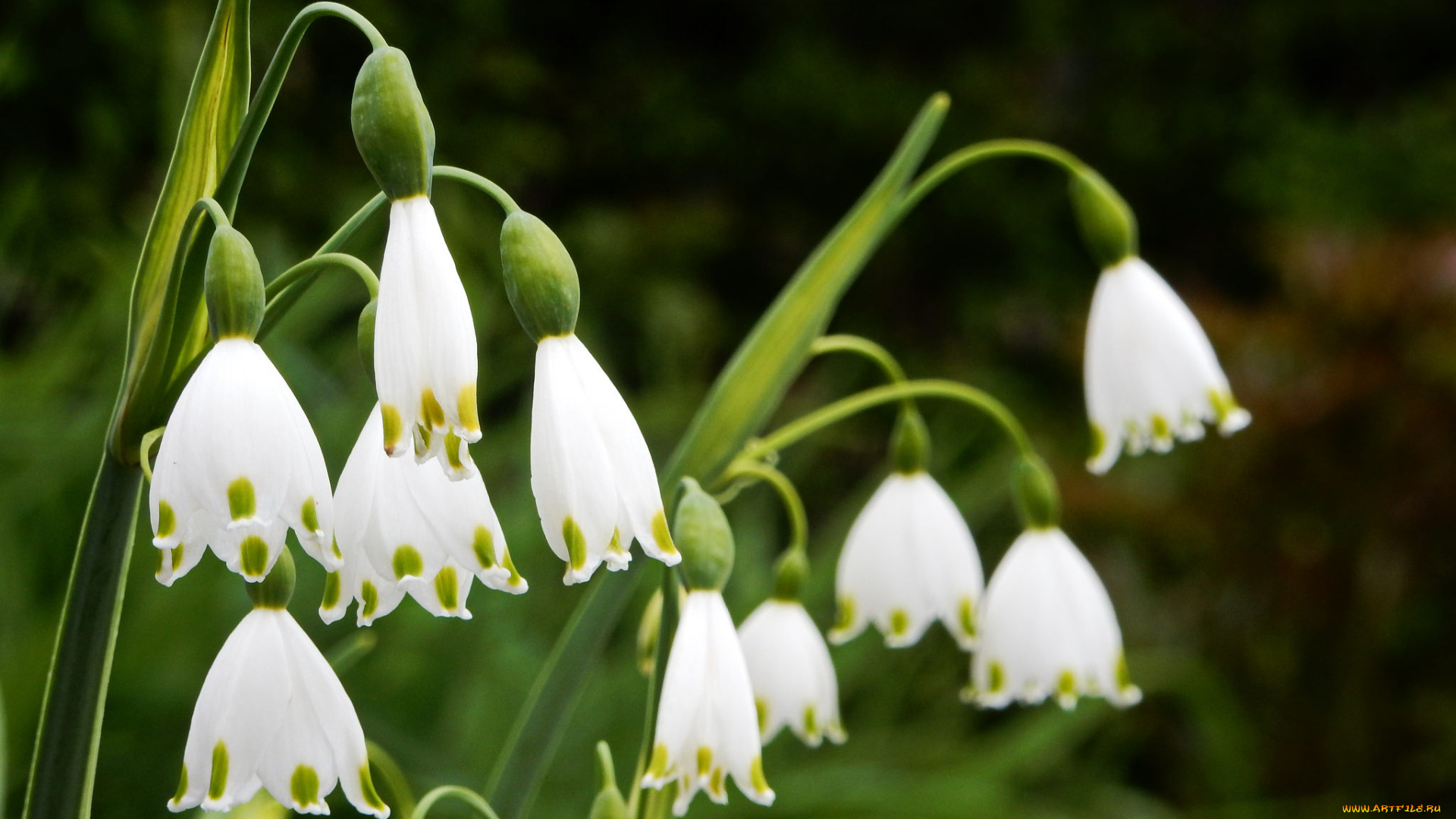 подснежники, цветы, ландыши, цветение