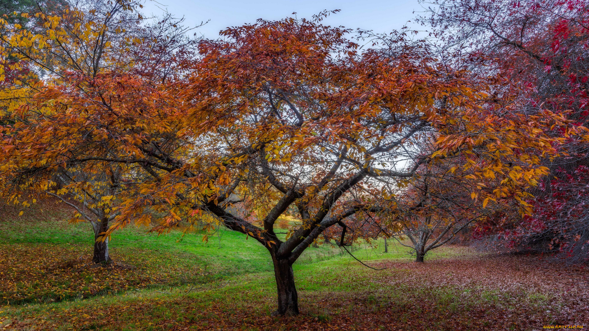 природа, деревья, осень