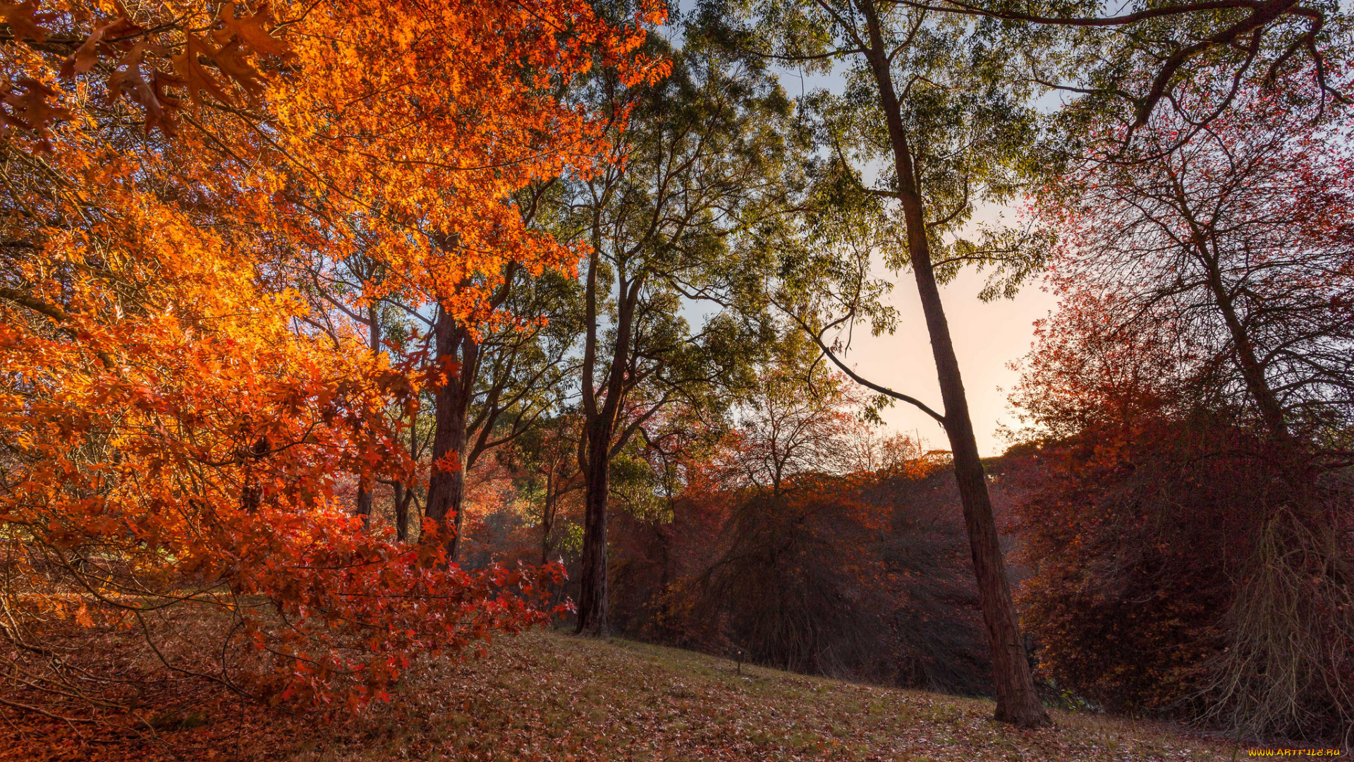 природа, пейзажи, осень