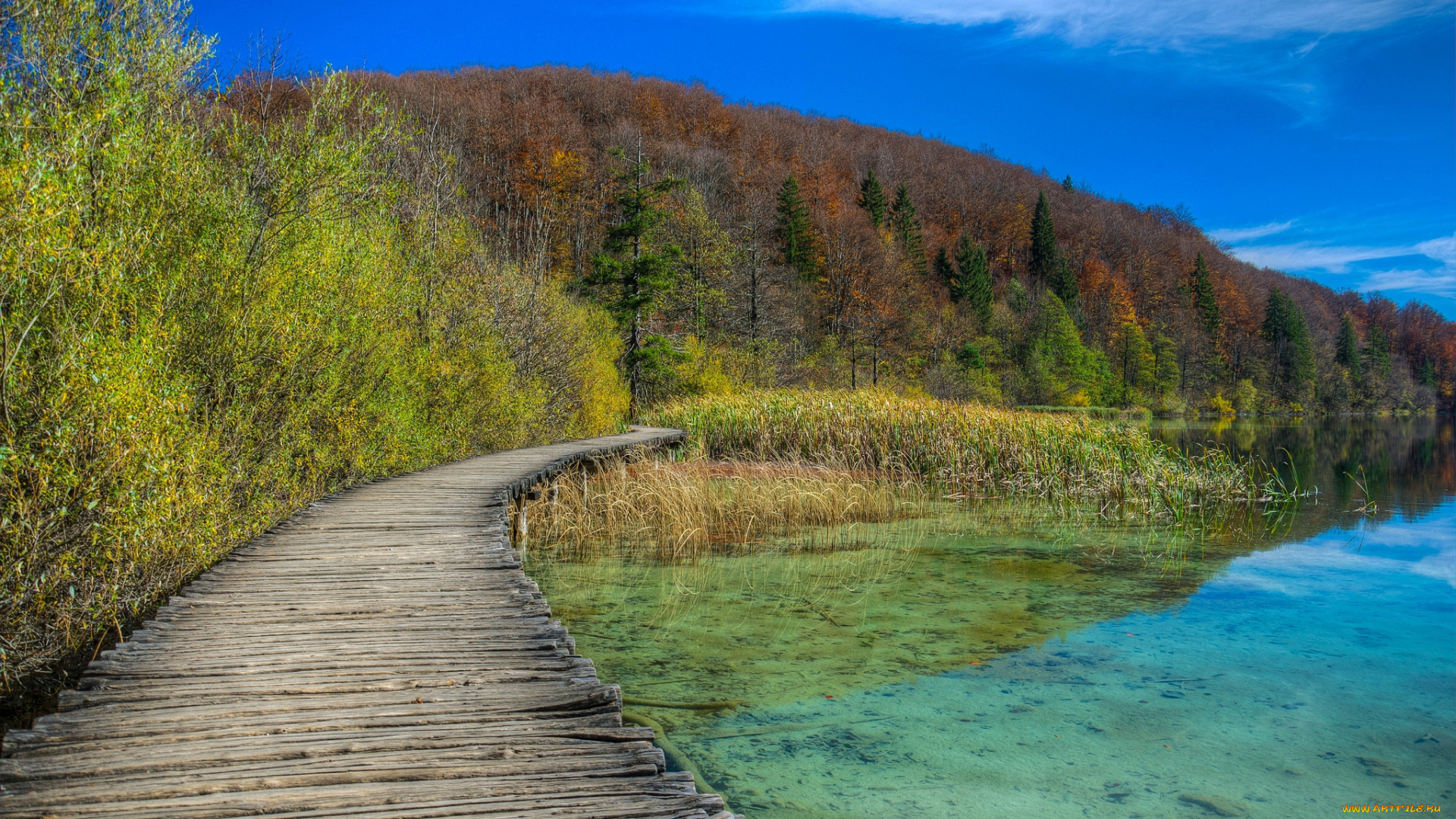 природа, реки, озера, лес, река