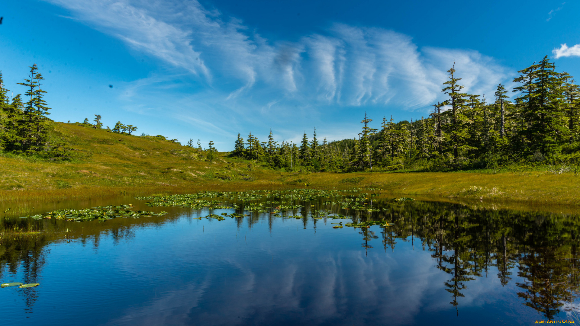 природа, реки, озера, река, лес
