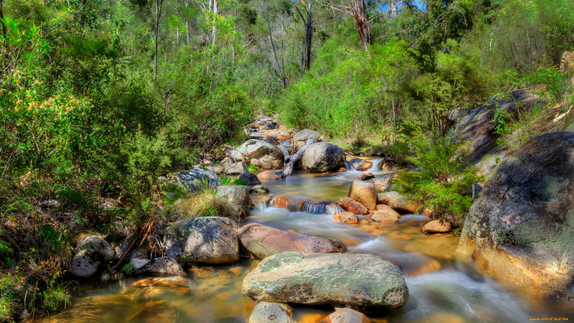 природа, реки, озера, река, лес