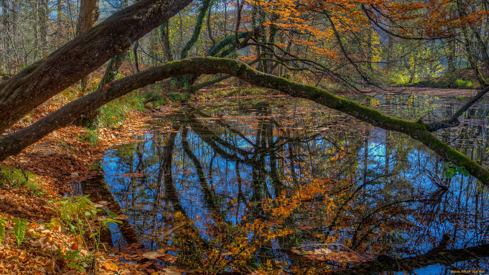 природа, реки, озера, река, лес