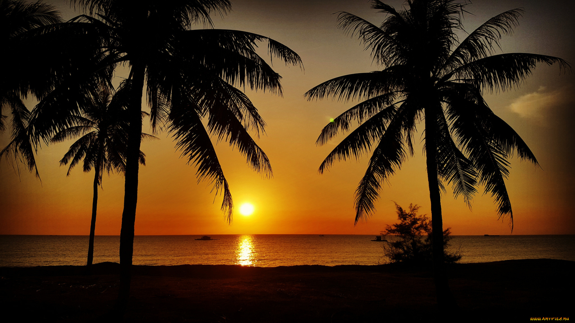 природа, тропики, курорт