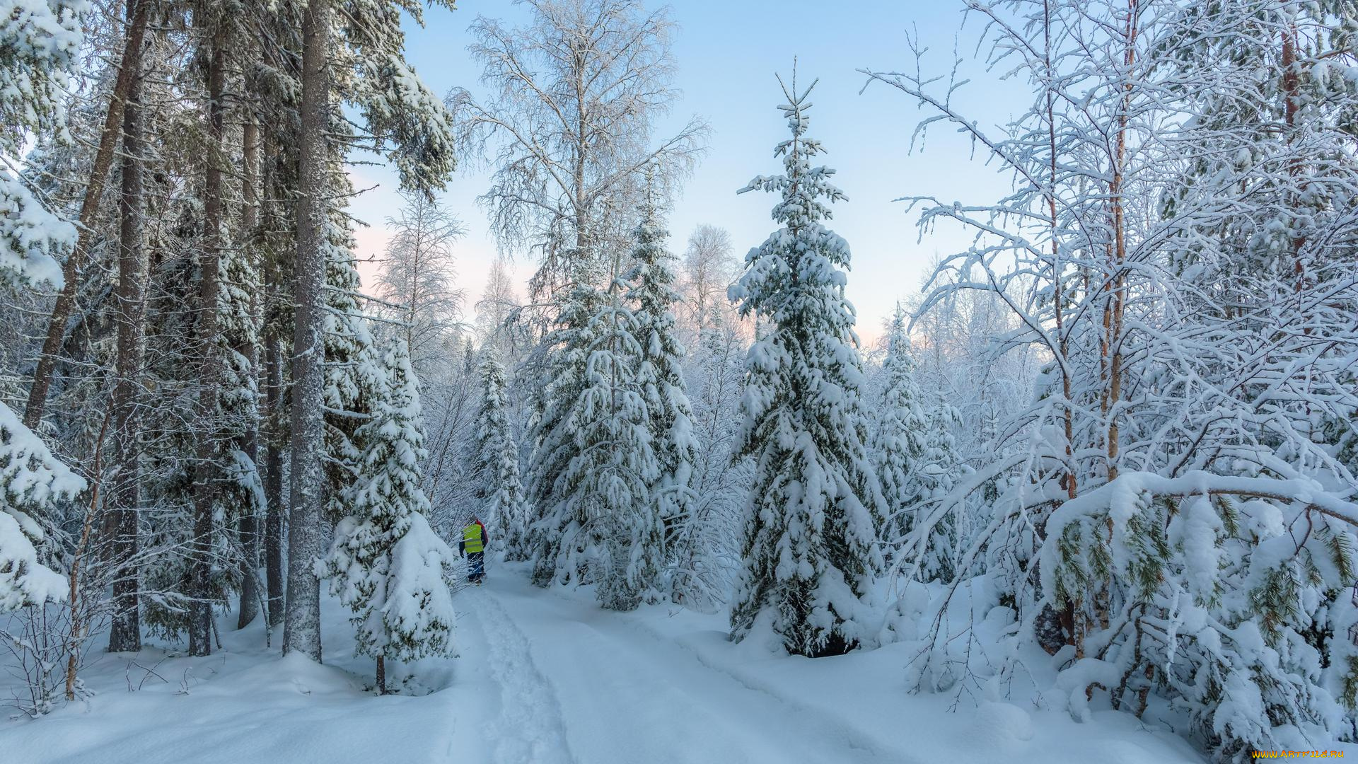 природа, зима, деревья, лес, снег