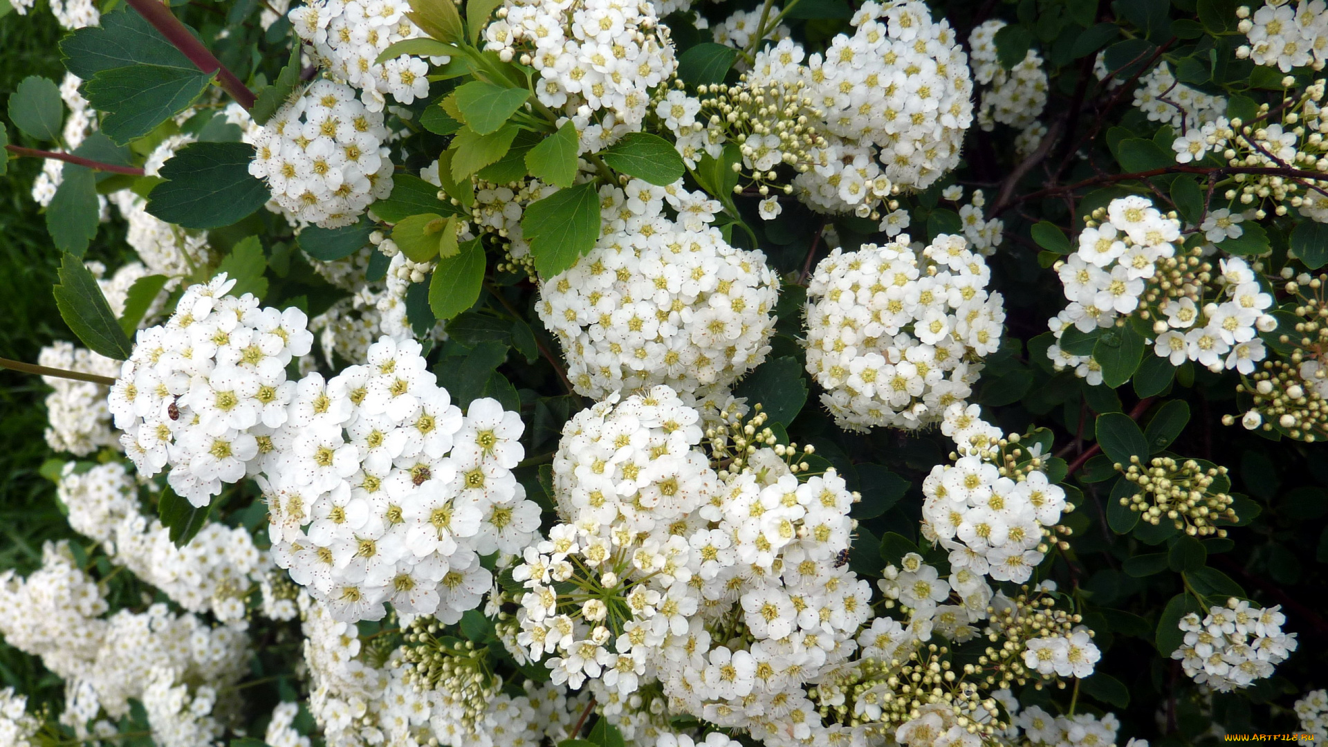 снежноягодник, цветы, цветущие, деревья, , , кустарники