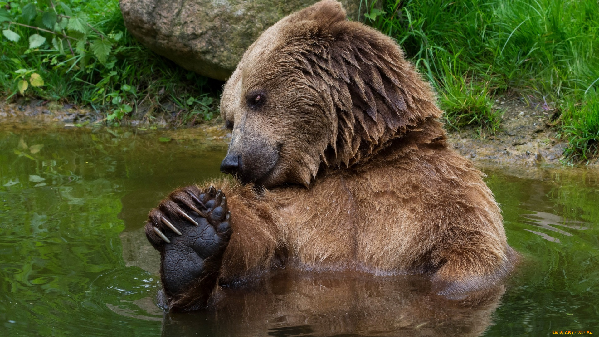 животные, медведи, трава, камень, водоем