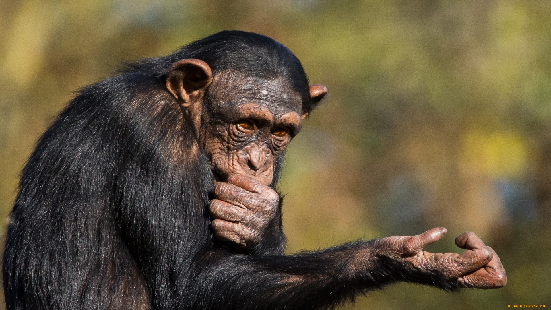 животные, обезьяны, задумчивость