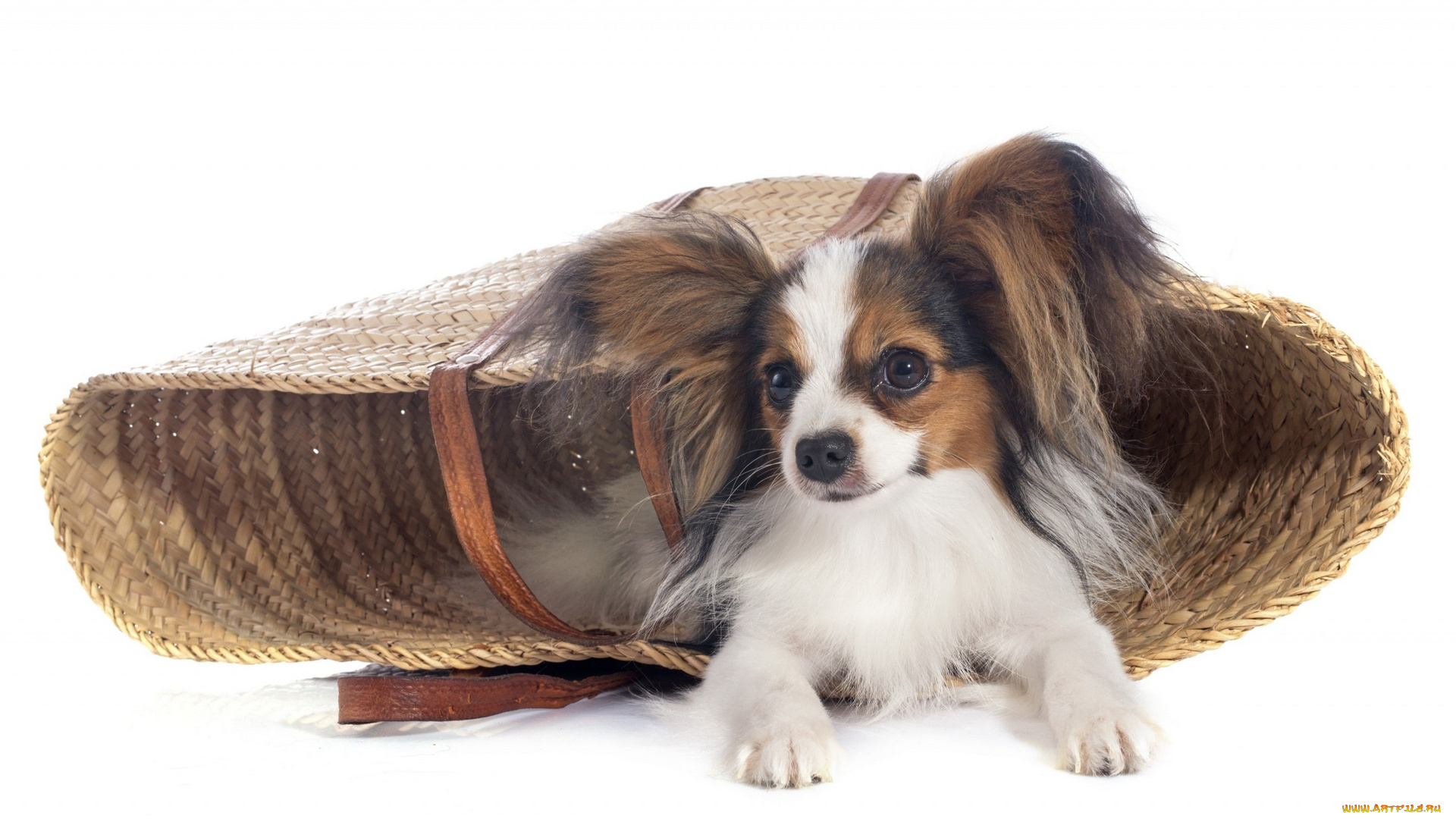 животные, собаки, белый, фон, сумка