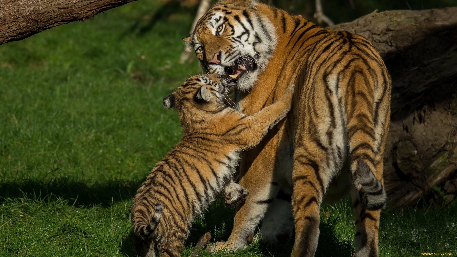 животные, тигры, трава, игра, тигренок