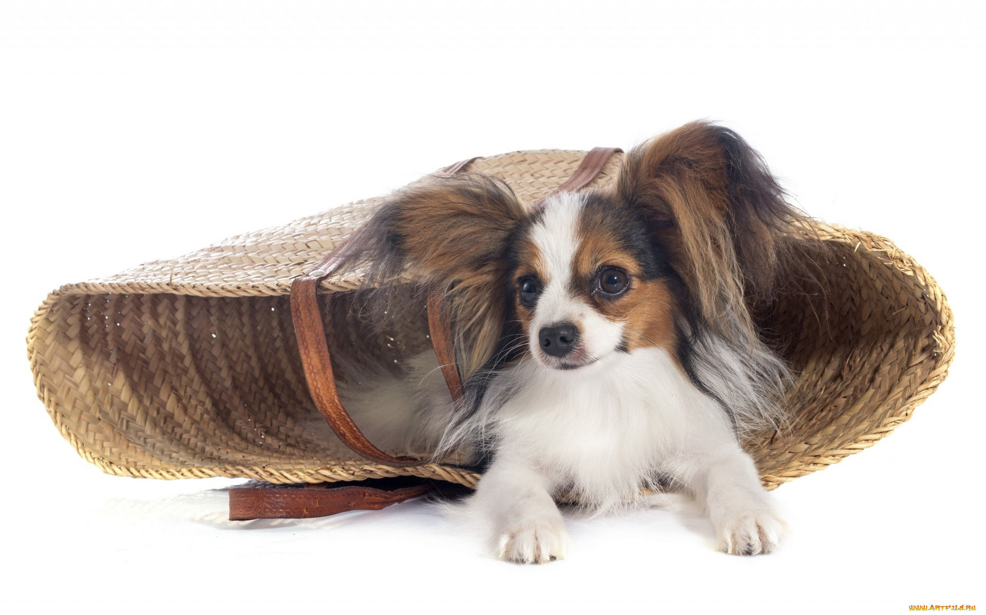 животные, собаки, белый, фон, сумка