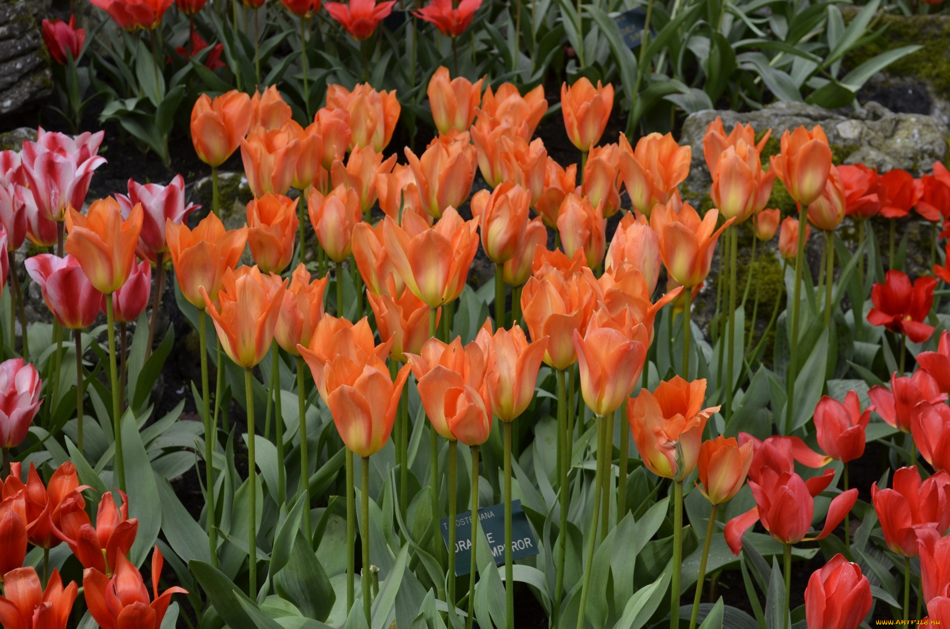 цветы, тюльпаны, цветок