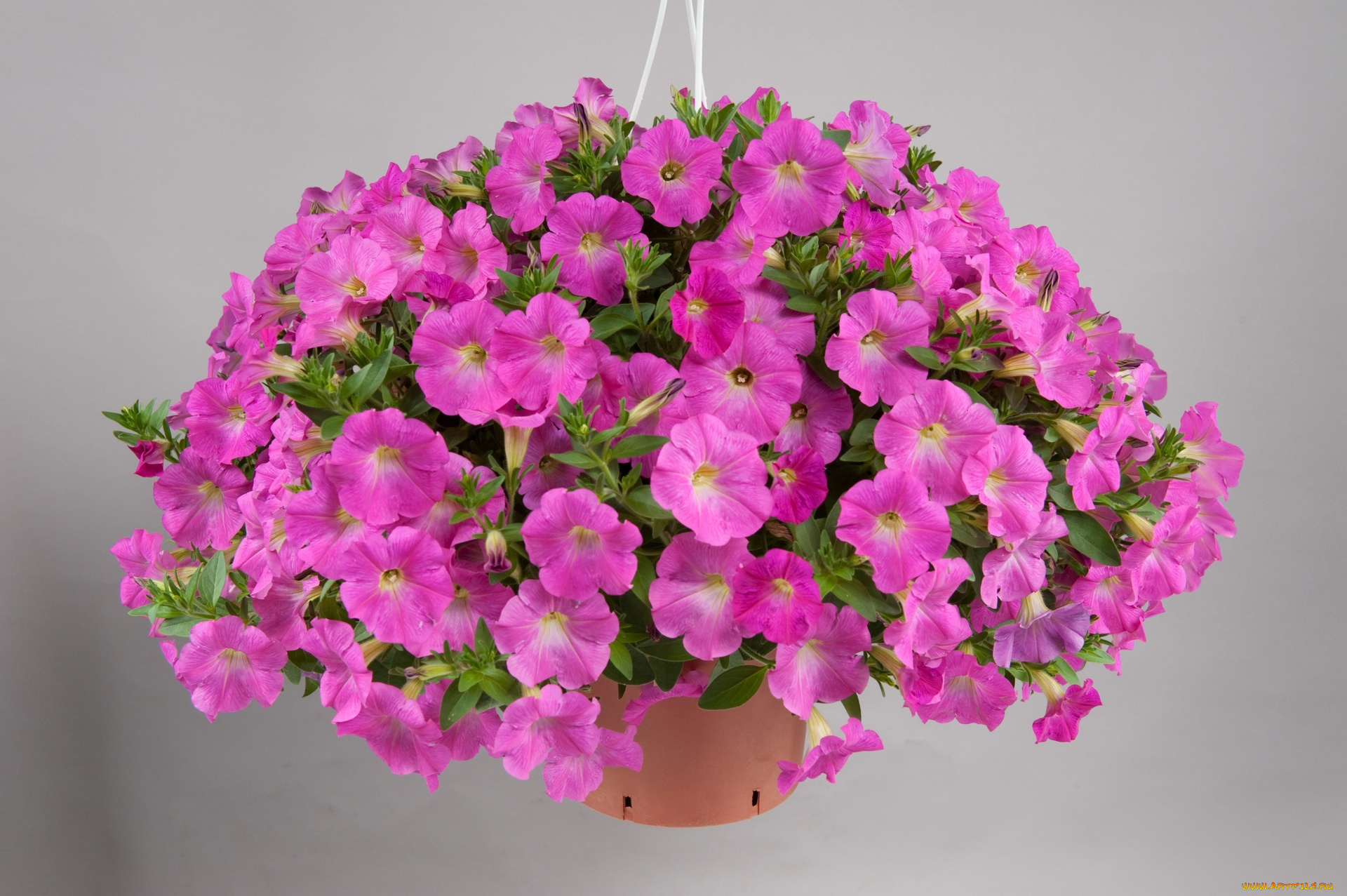 цветы, петунии, , калибрахоа, цветок, розовый