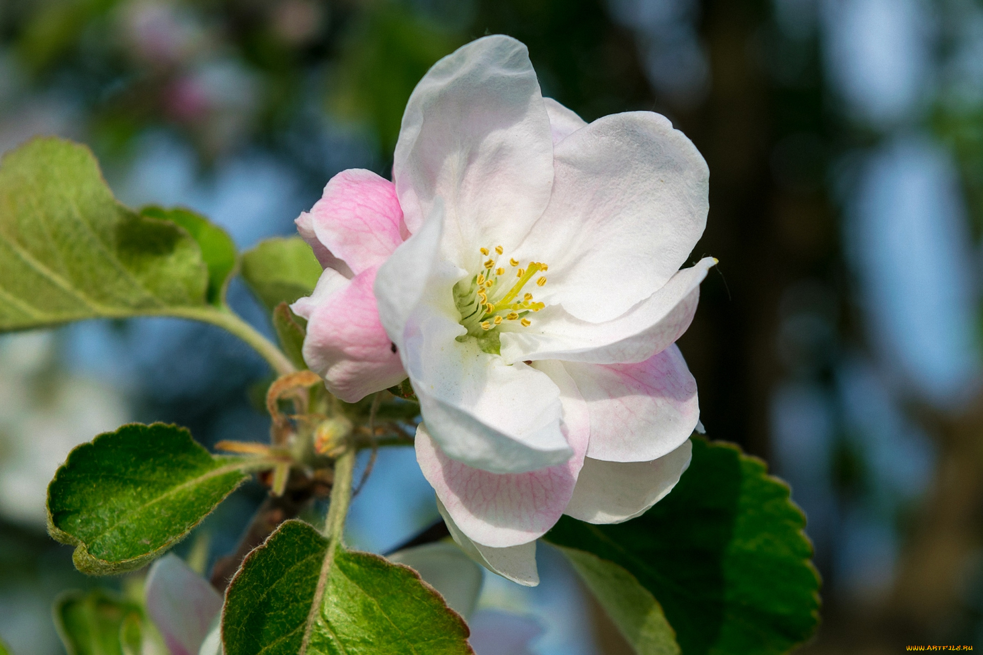 цветы, цветущие, деревья, , , кустарники, цветок