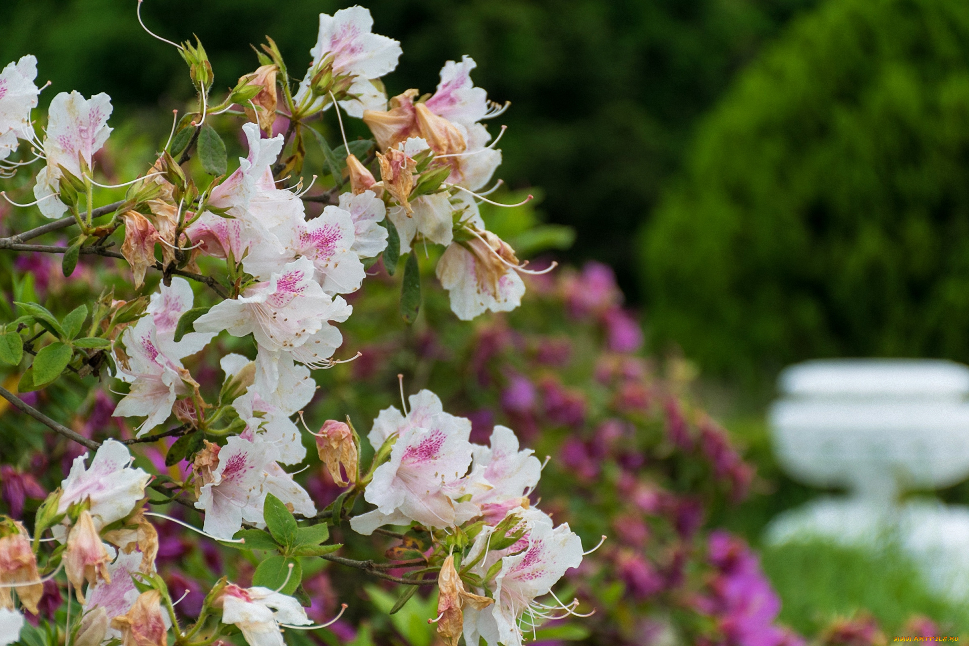 цветы, цветущие, деревья, , , кустарники, ветка, цветок