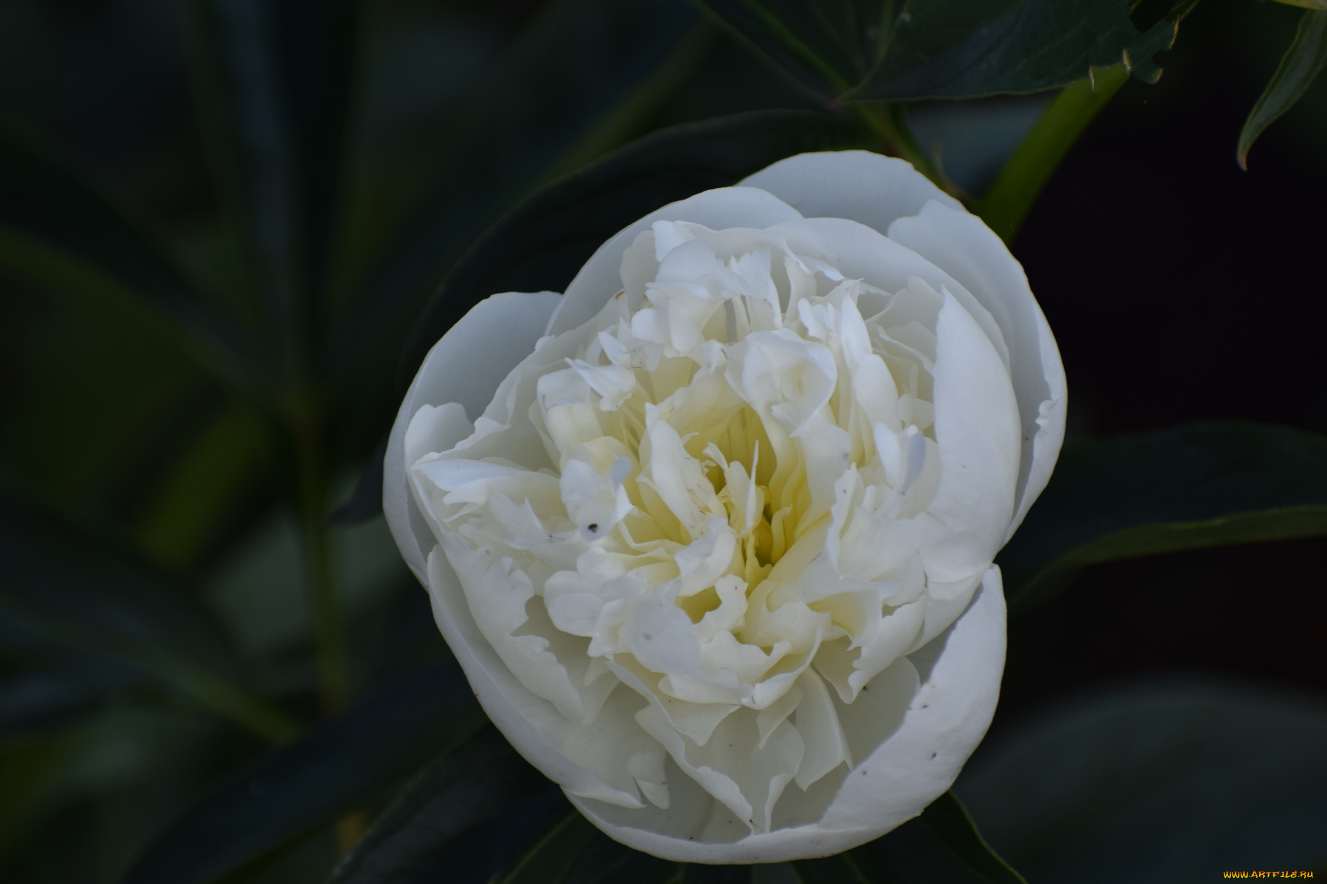 цветы, пионы, цветок, белый