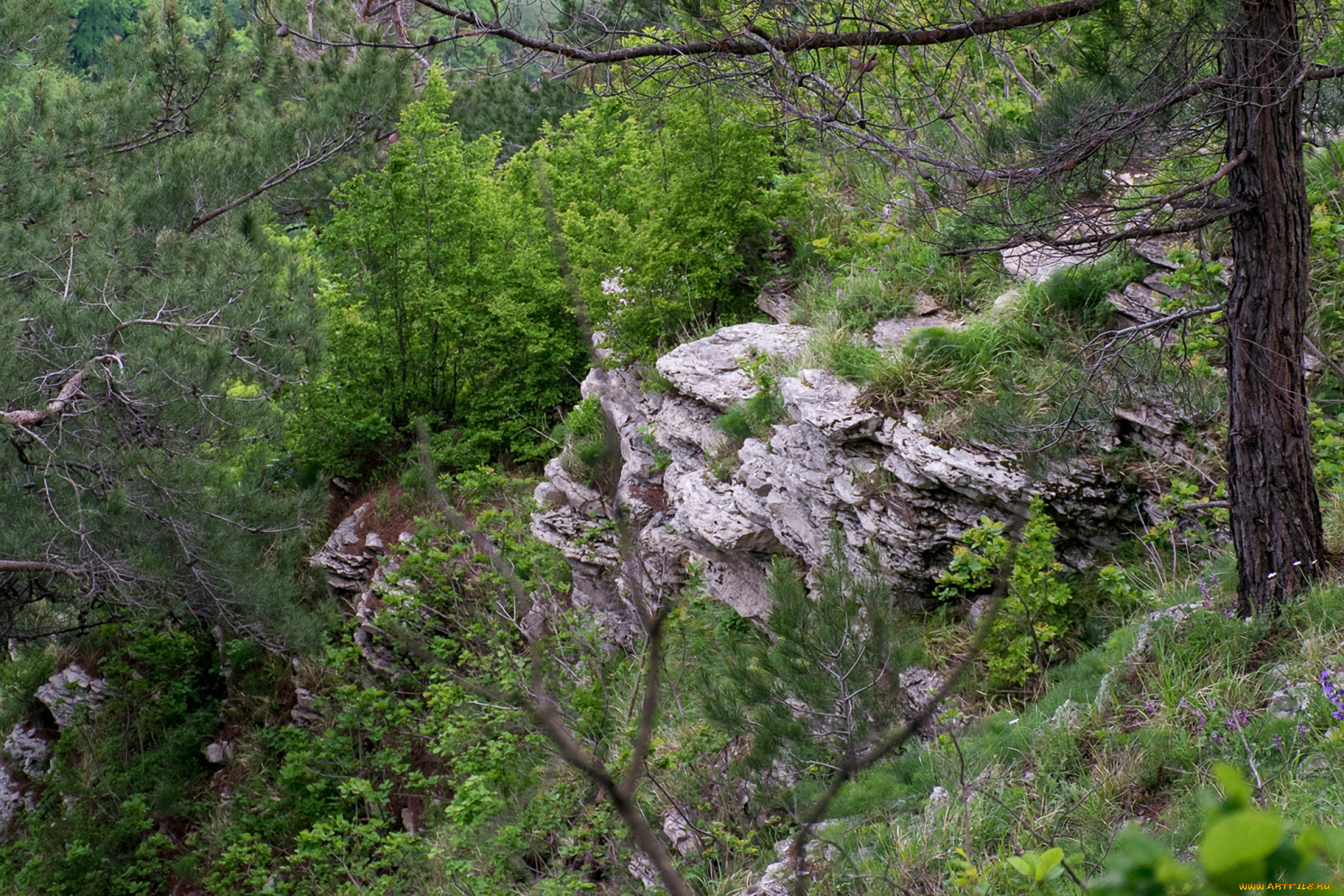 природа, пейзажи, трава, деревья, камни