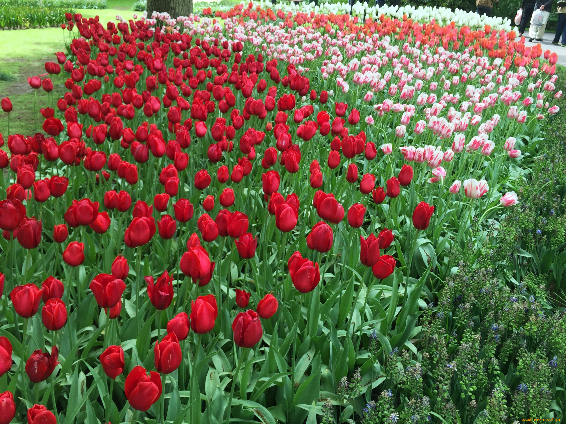 цветы, тюльпаны, цветок, красные