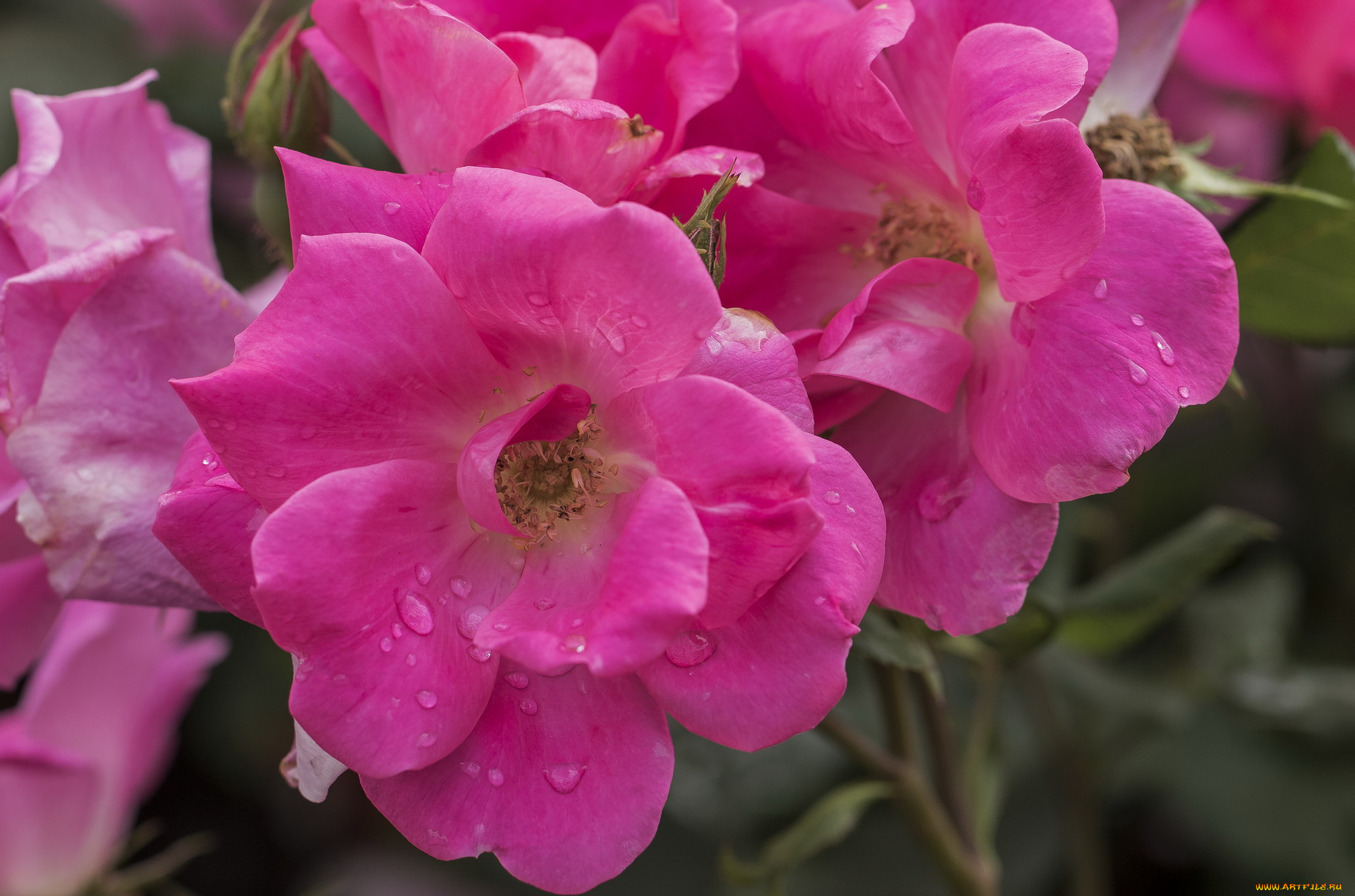 цветы, розы, rose, blossoms, leaves, petals, bud, лепестки, бутон, роза, цветение, листья