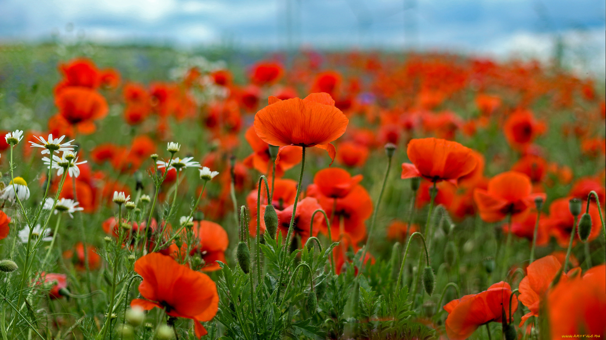 цветы, маки, мак, цветение