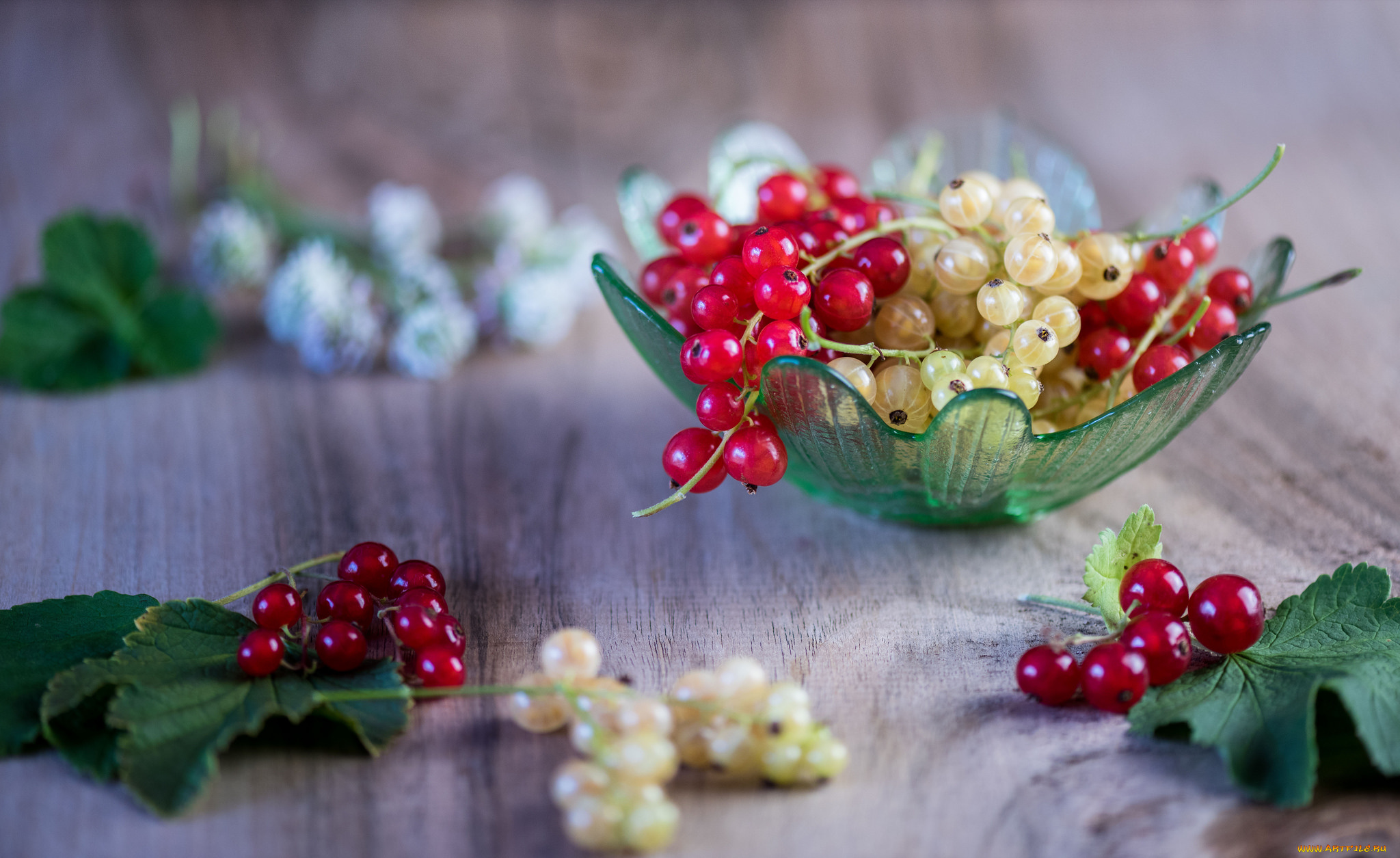 еда, смородина, ягода, веточка, листик