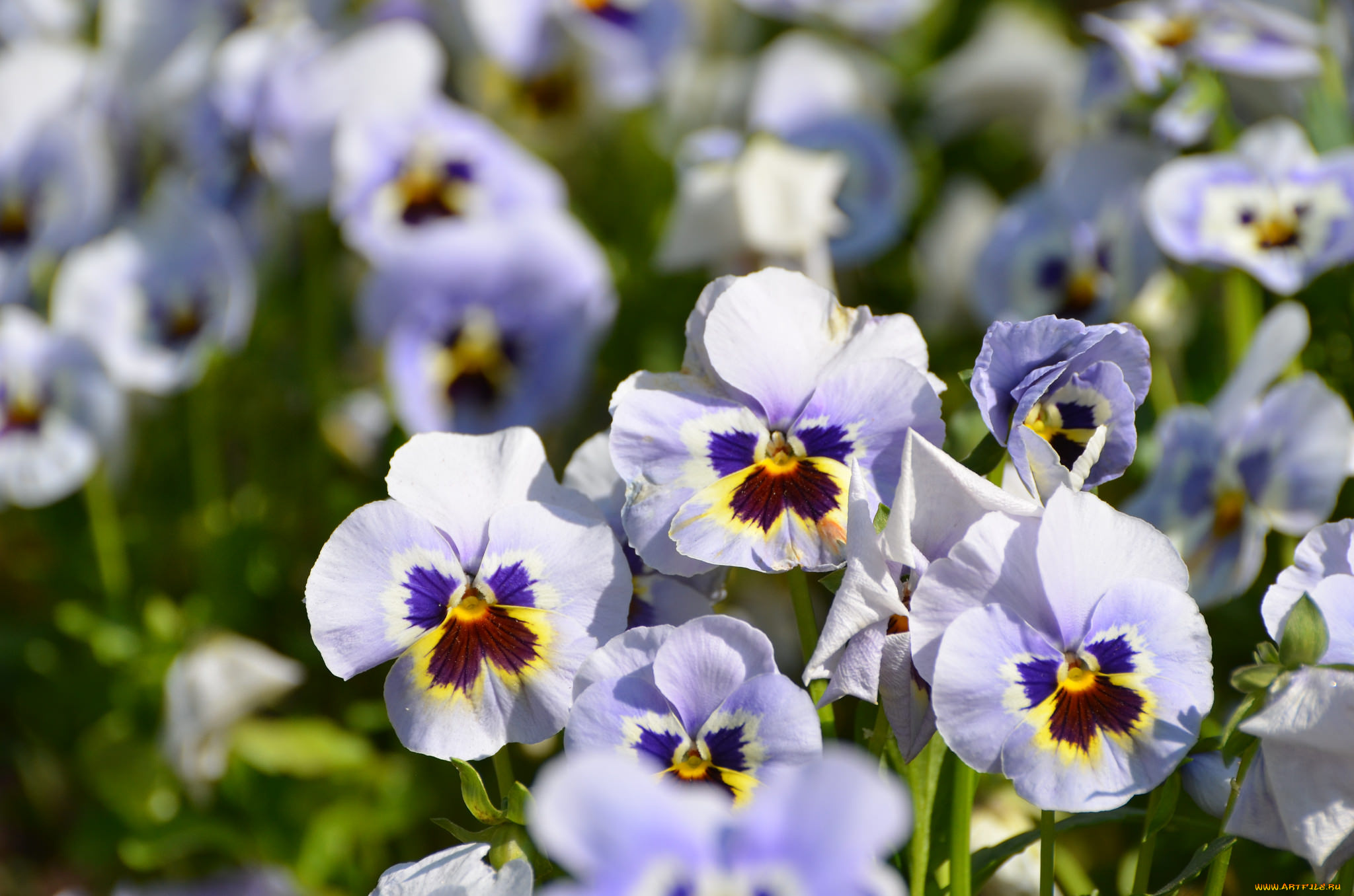 цветы, анютины, глазки, , садовые, фиалки, цветение, цвет, анюткины, глазки