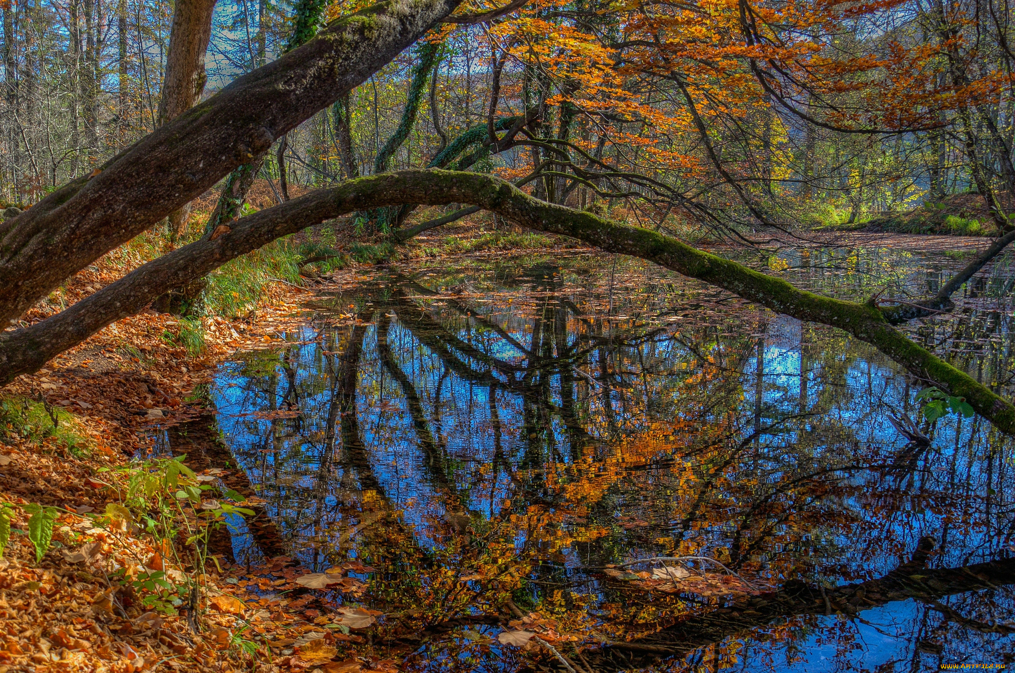 природа, реки, озера, река, лес